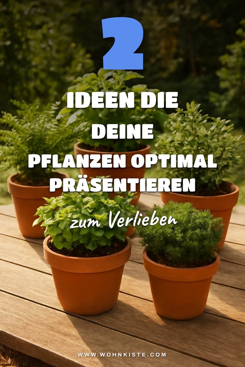 So setzt du deine Pflanzen in 5 einfachen Schritten perfekt in Szene