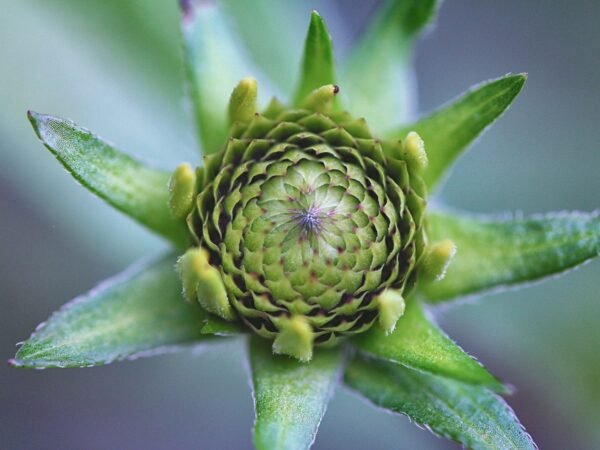 Gartendeko Ideen Sommer